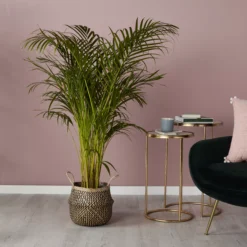 Black Seagrass Herringbone Circular Plant Pot (Dia)25cm 7 Black Seagrass Herringbone Circular Plant Pot (Dia)25cm -Flyymo Care Garden Shop black seagrass herringbone circular plant pot dia 25cm3663602442516 01i bq